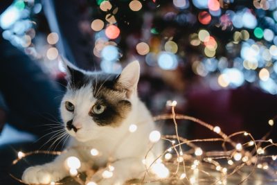 Cuidados com a decoração de Natal para evitar acidentes com os pets